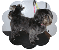 photo of groomed dog