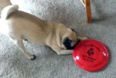 Photo of Molly with Frisbee