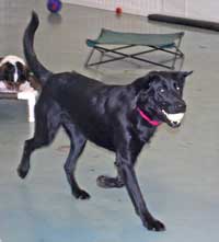 Dog at Day Care