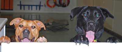 Dogs at Day Care Counter