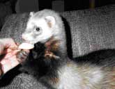 Photo of Ferret