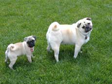 Photo of Pugs