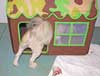 Small Dog at Day Care