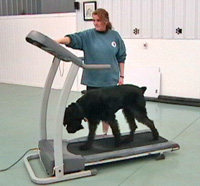 Dog on Treadmill