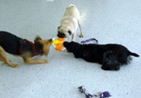 3 Dogs Playing at Day Care