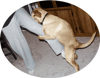 Photo of Dog humping