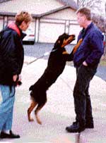 Photo of Dog Jumping UP