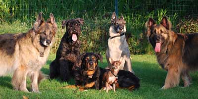 Photo of Kim's Pack