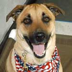 Photo of Happy Dog