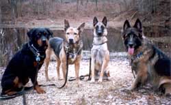 Photo of Dogs 